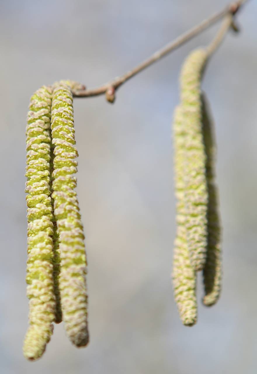 Photo of American Hazelnut