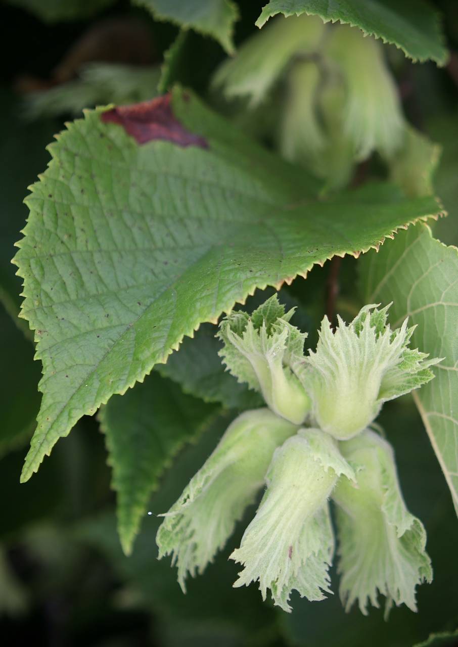 Photo of American Hazelnut