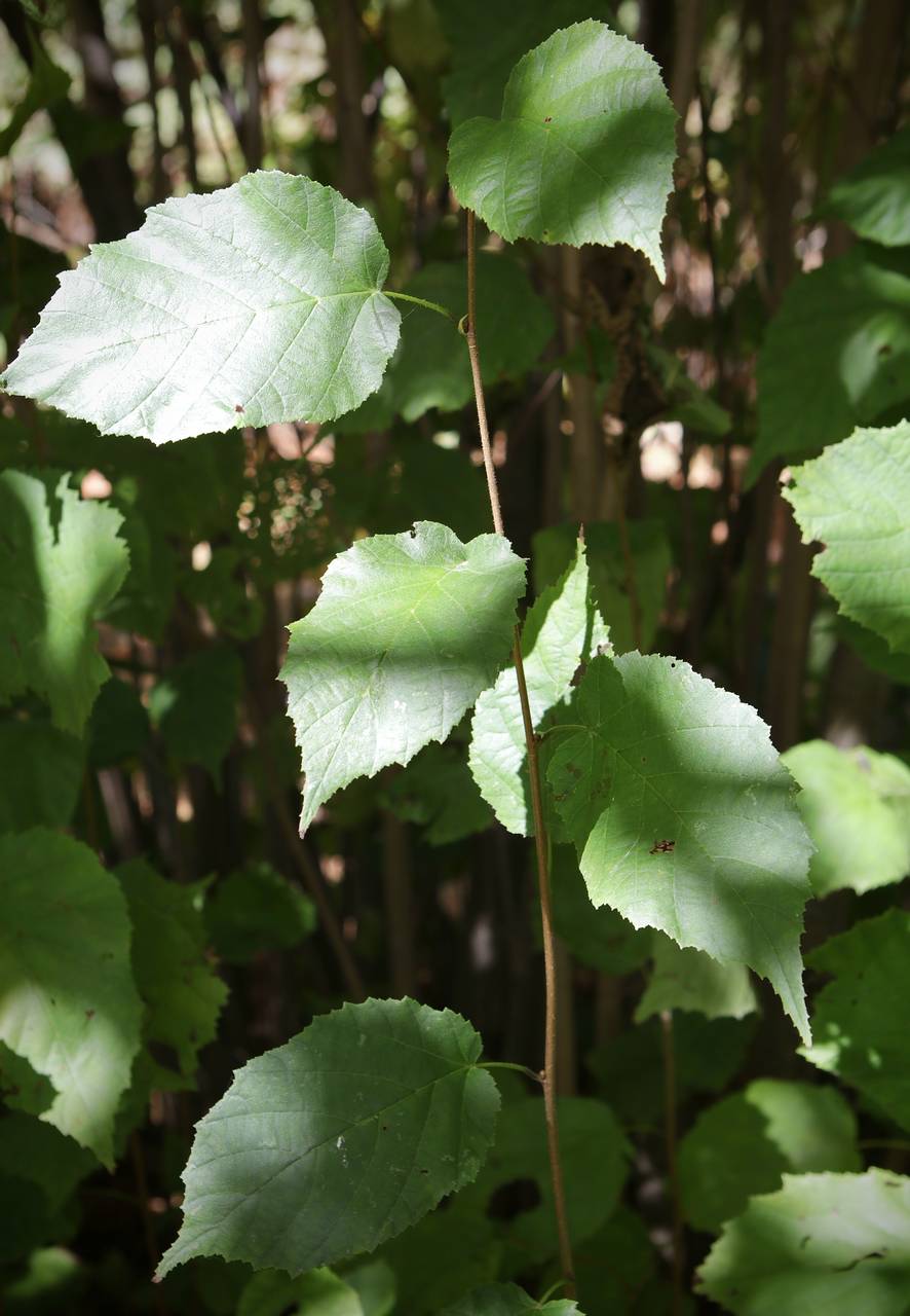 Photo of American Hazelnut