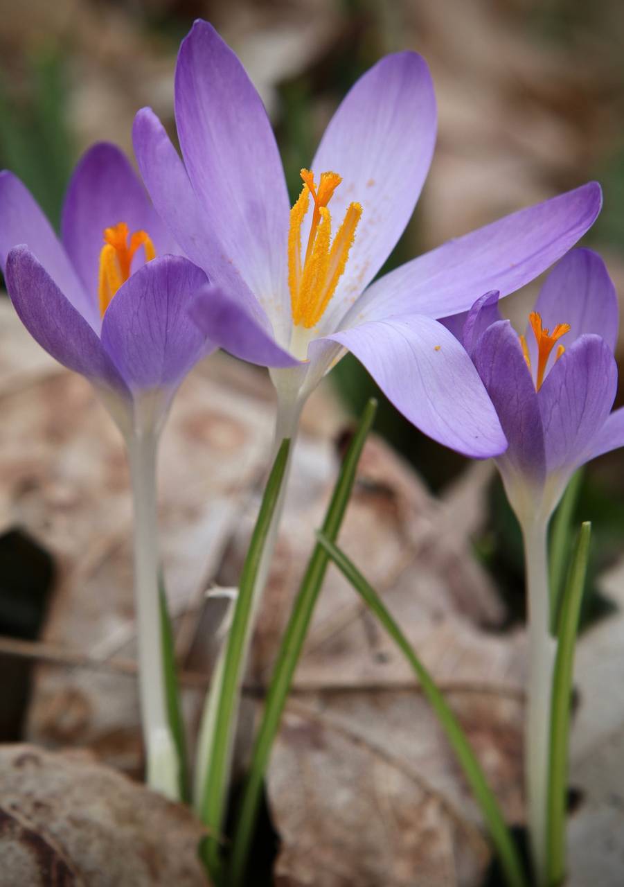 Photo of Spring Crocus