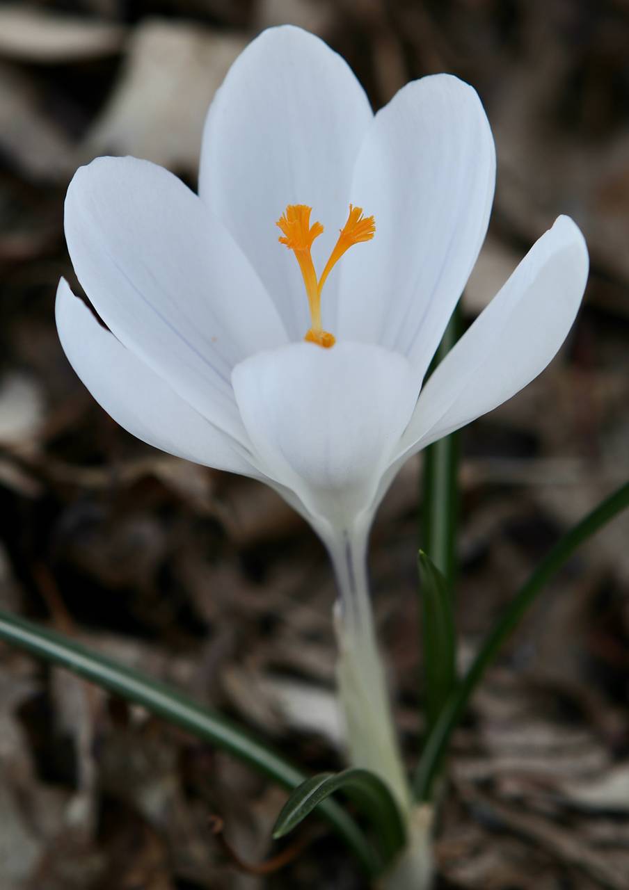 Photo of Spring Crocus