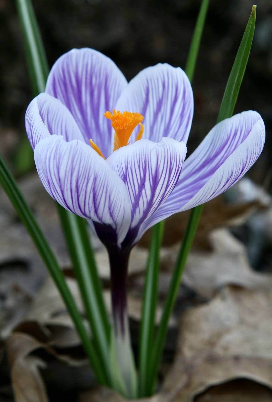 Photo of Spring Crocus