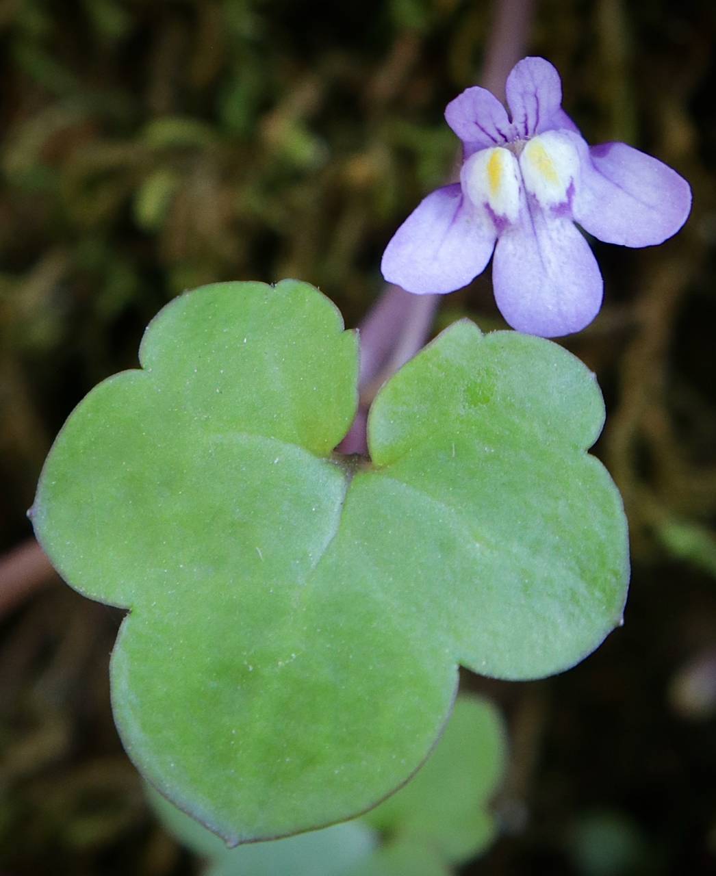 Photo of Ivy-Leaved Toadflax