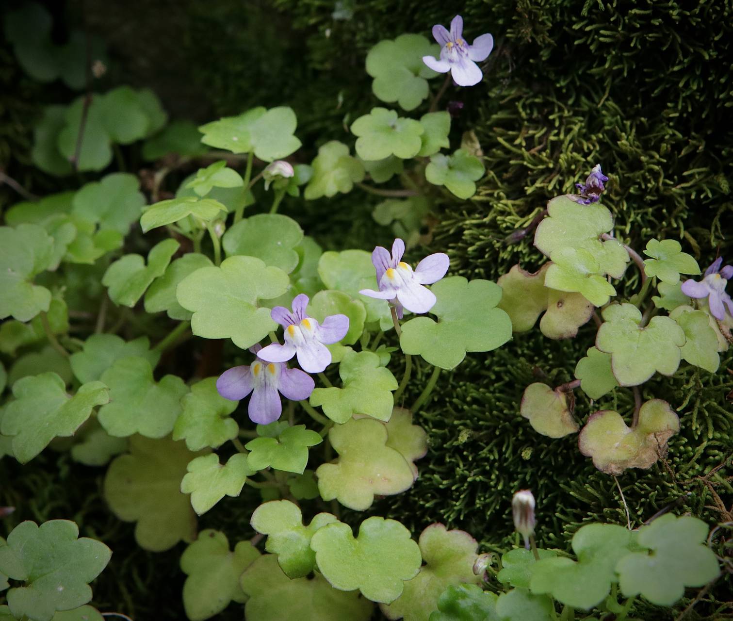 Photo of Ivy-Leaved Toadflax