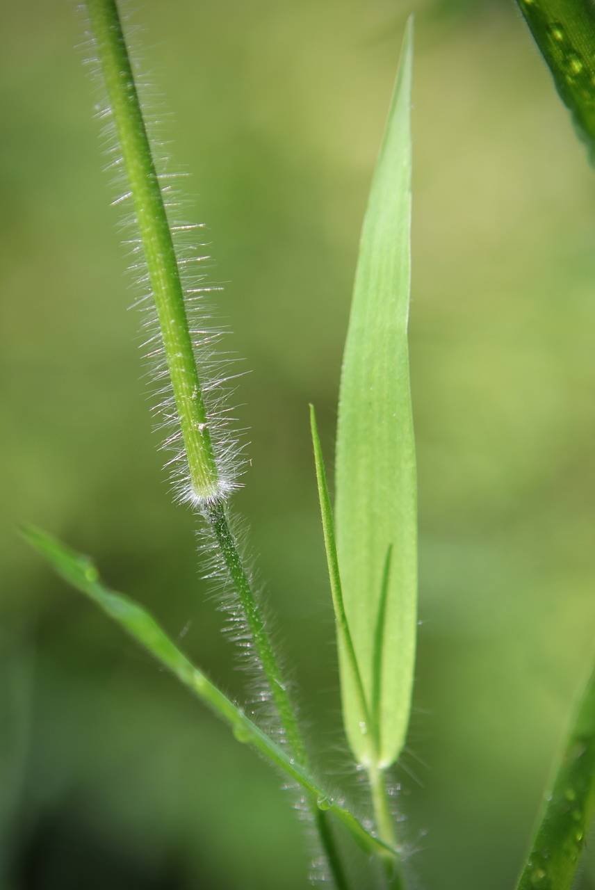 Photo of Woolly Panic Grass
