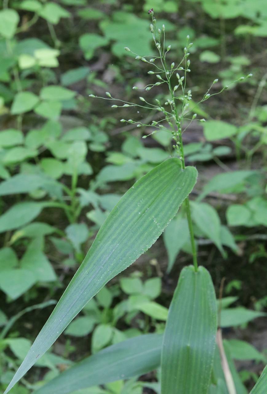 Photo of Deertongue