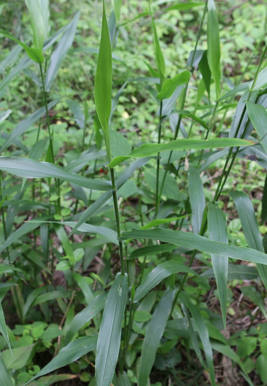 Photo of Deertongue