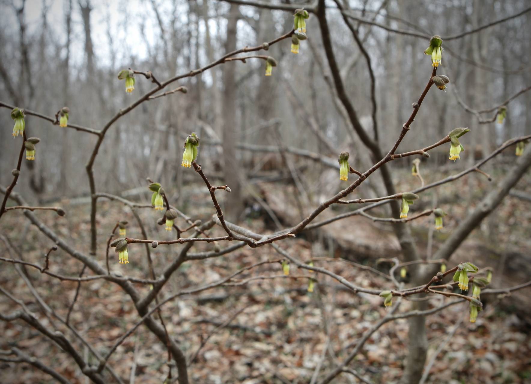 Photo of Leatherwood