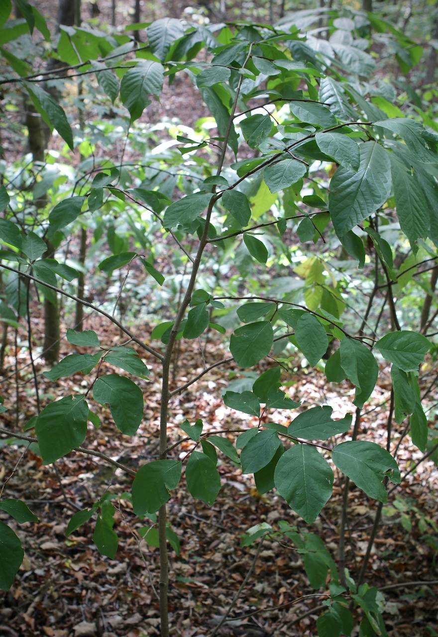 Photo of Leatherwood