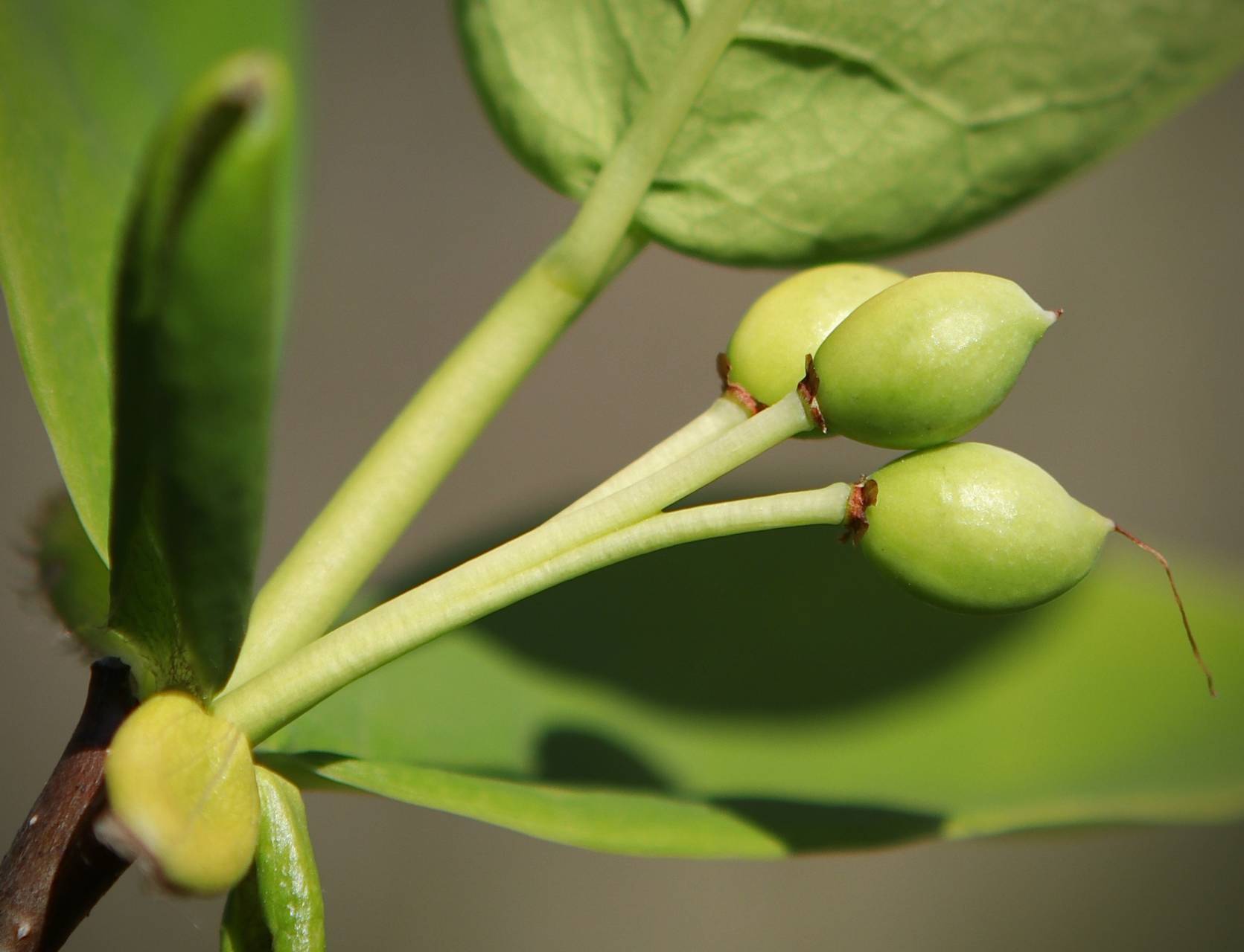 Photo of Leatherwood