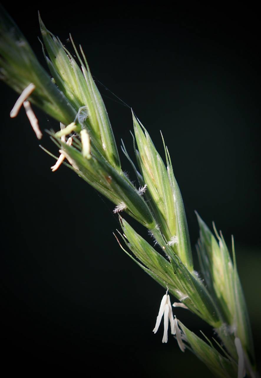 Photo of Quackgrass