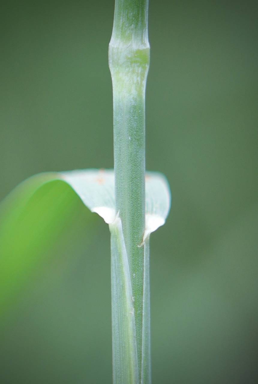 Photo of Quackgrass