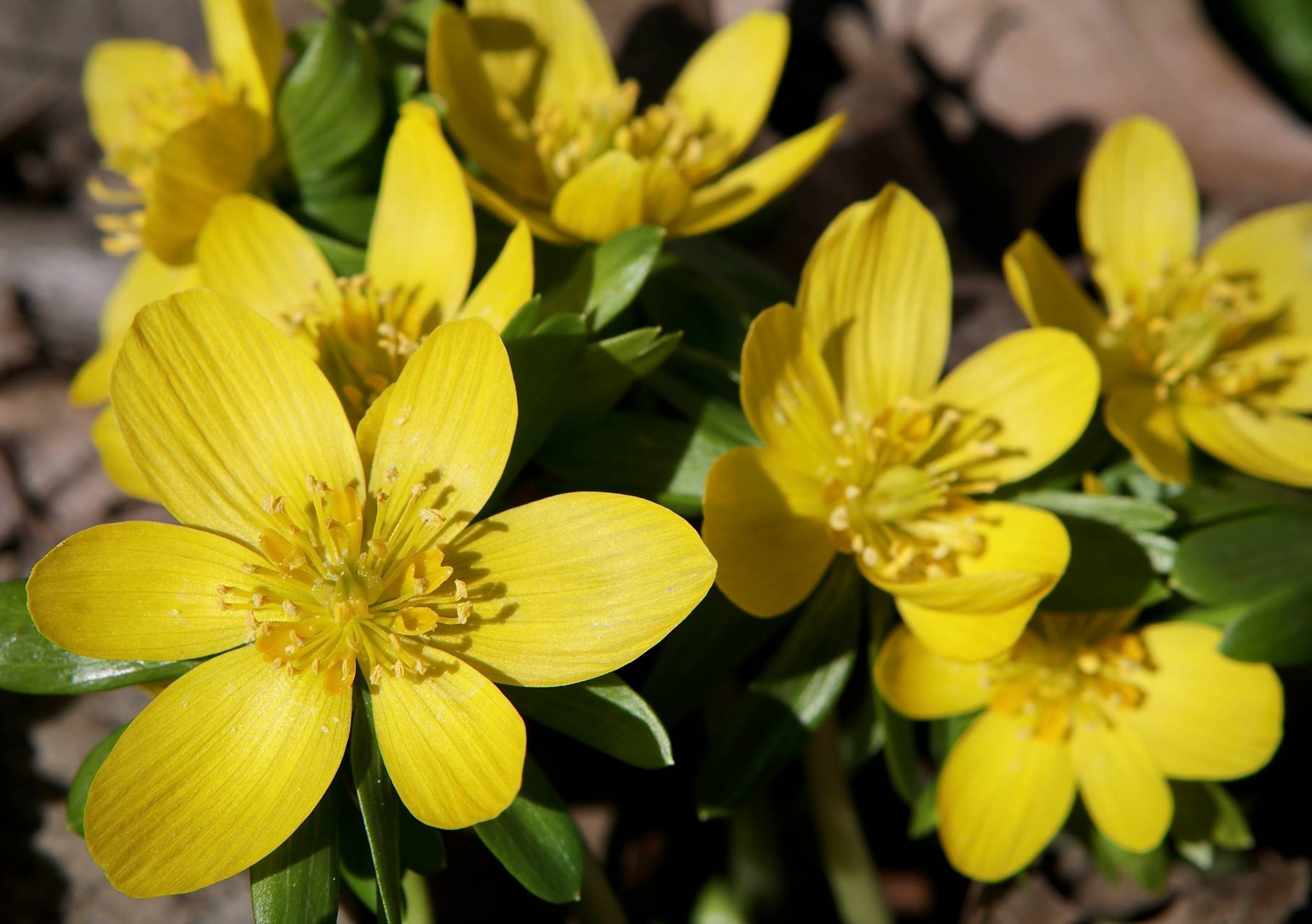 Photo of Winter Aconite