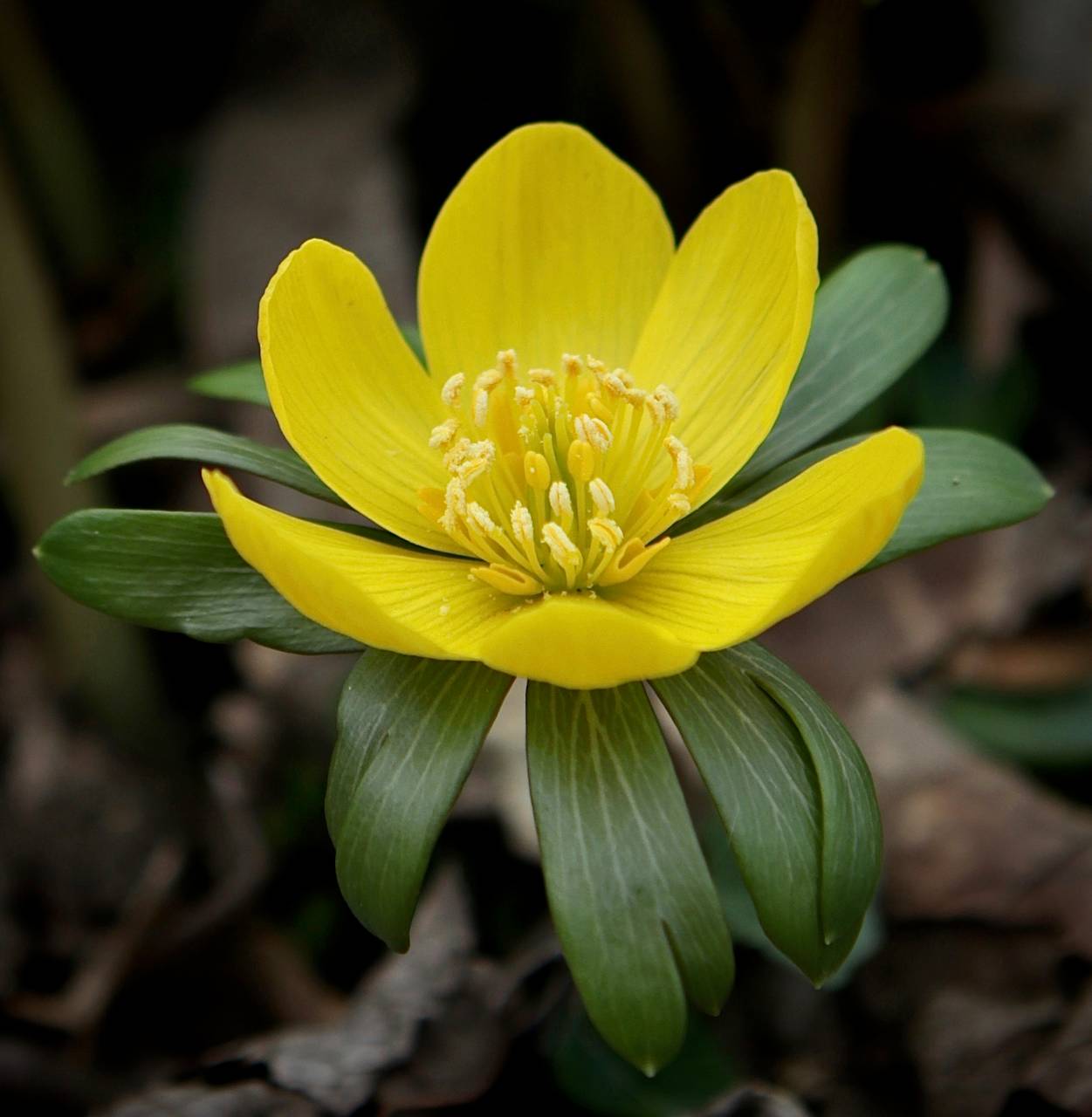 Photo of Winter Aconite