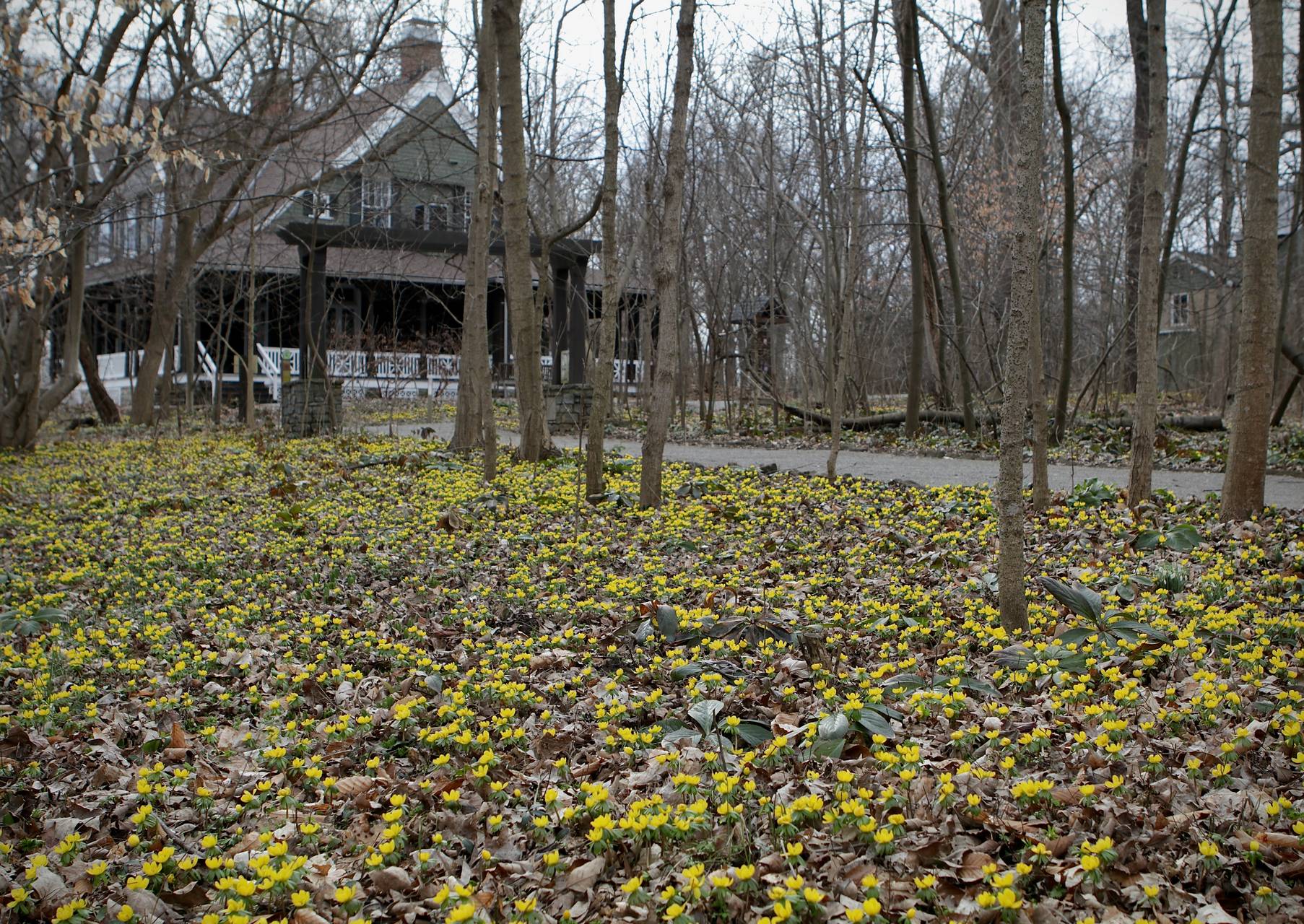 Photo of Winter Aconite