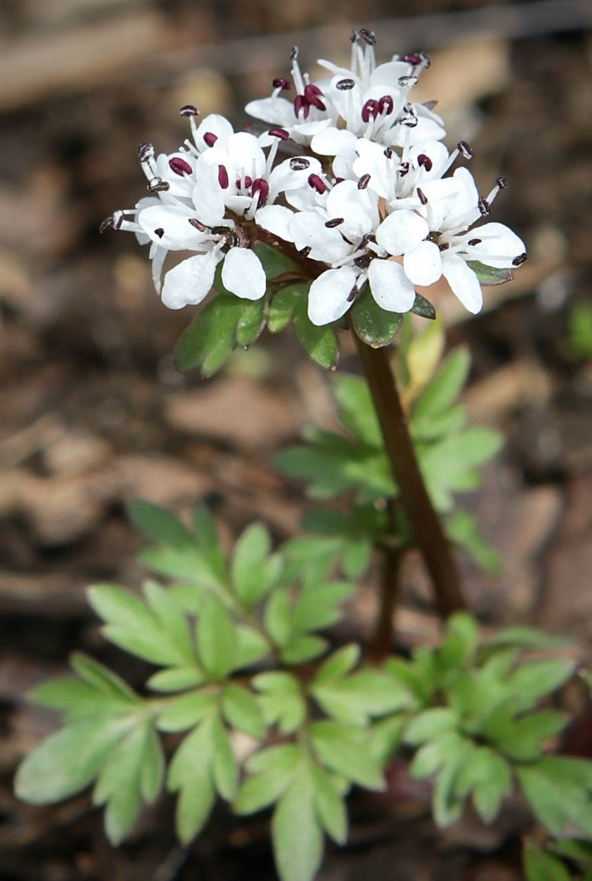 Photo of Harbinger-of-Spring