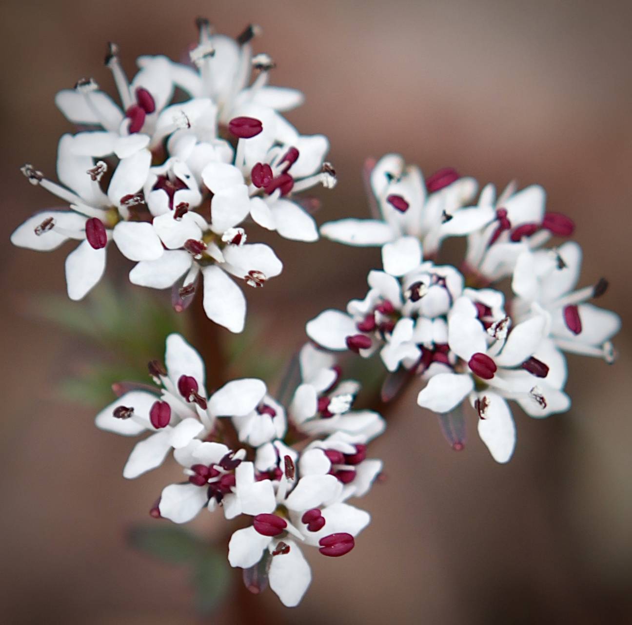 Photo of Harbinger-of-Spring