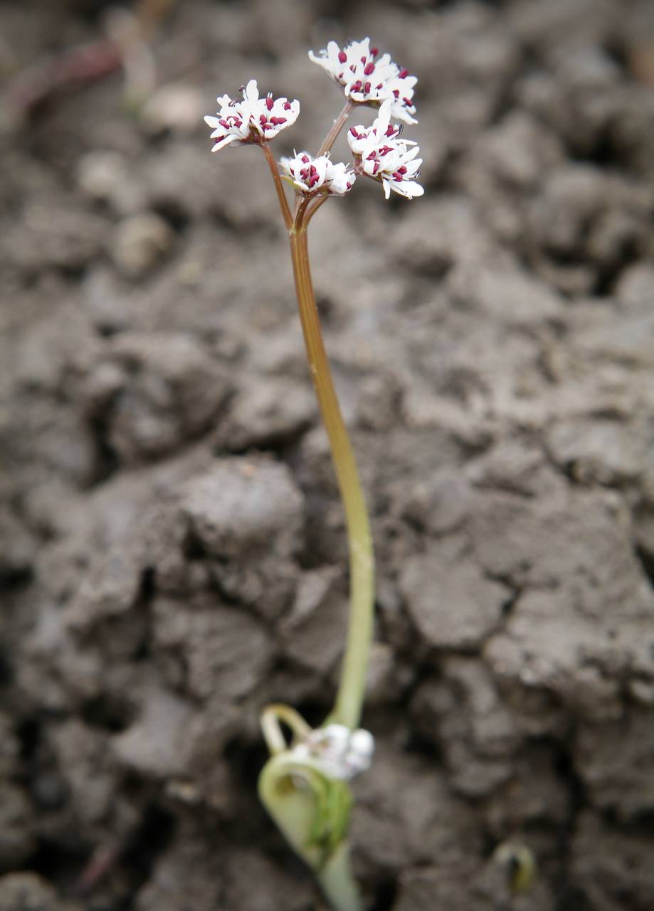 Photo of Harbinger-of-Spring