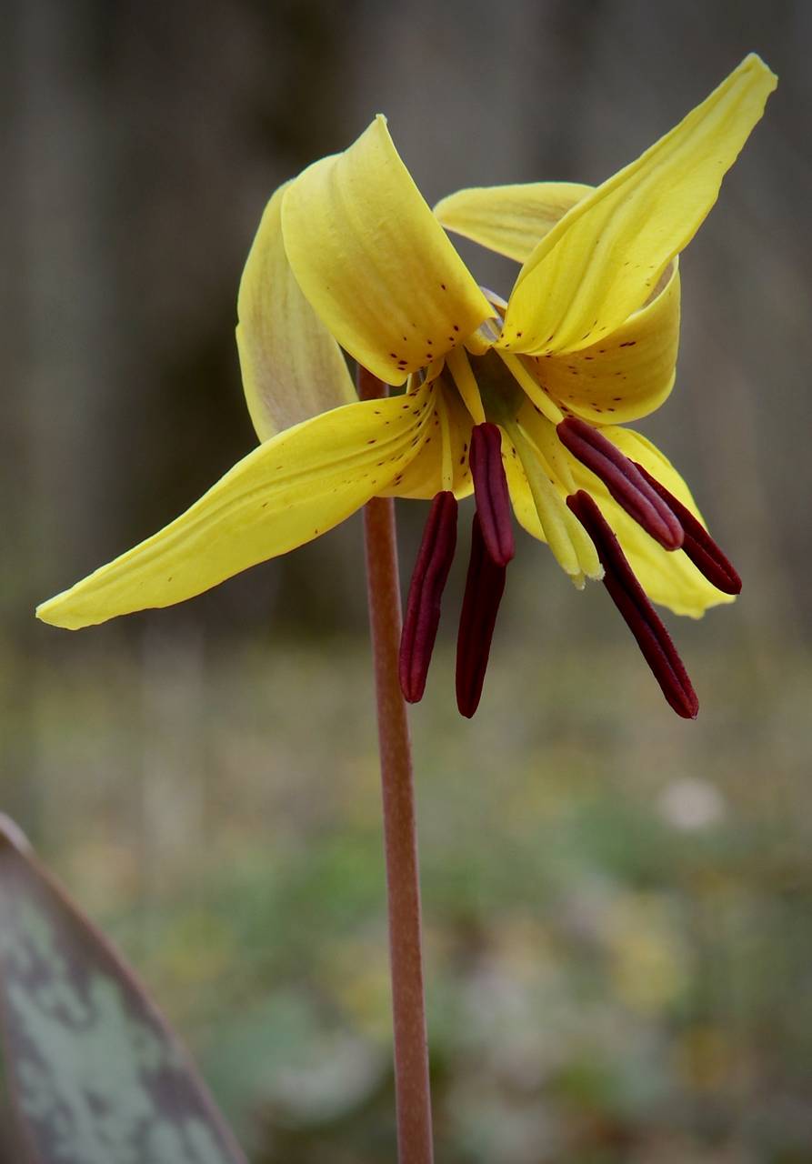 Photo of Yellow Trout Lily