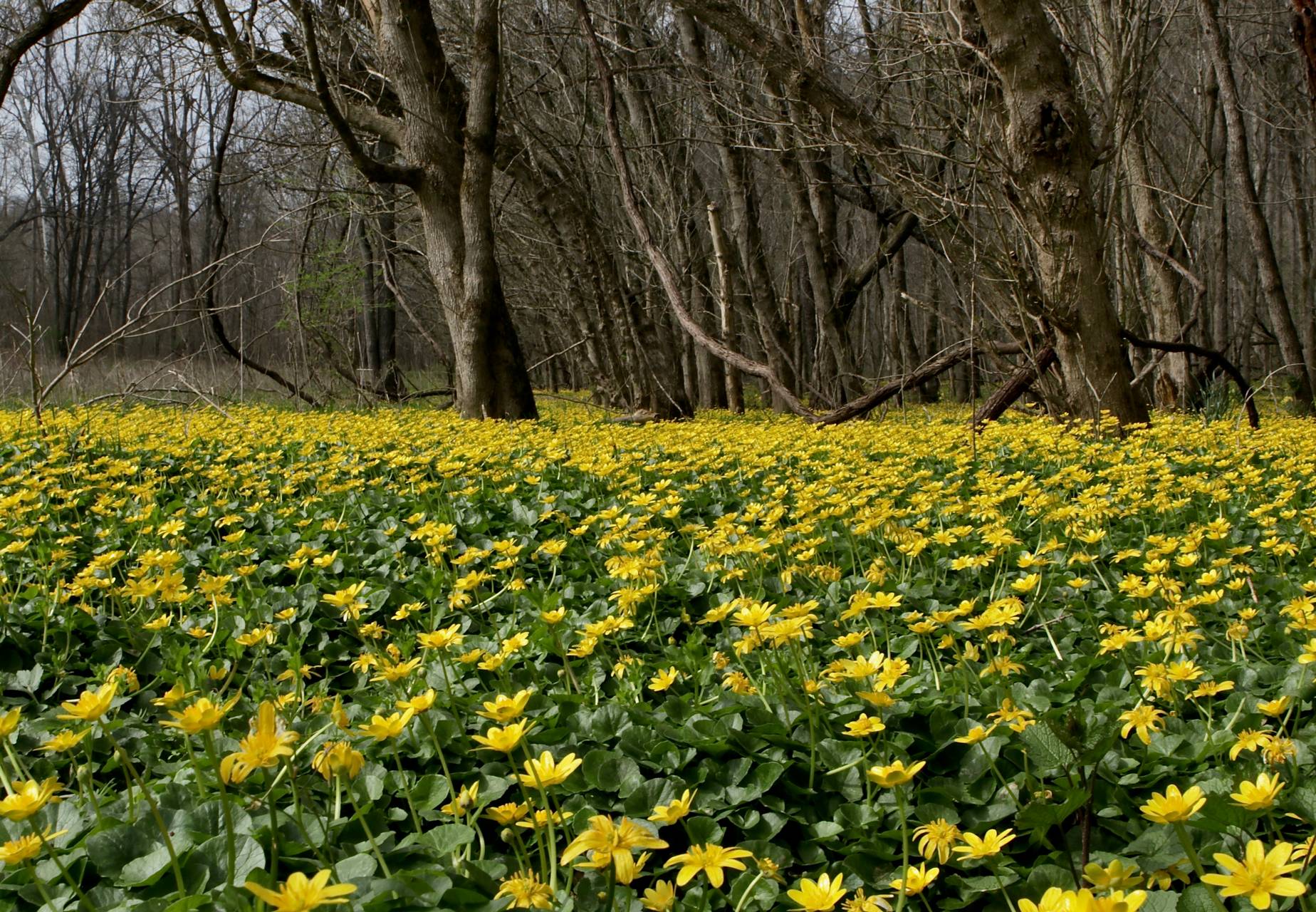 Photo of Lesser Celandine