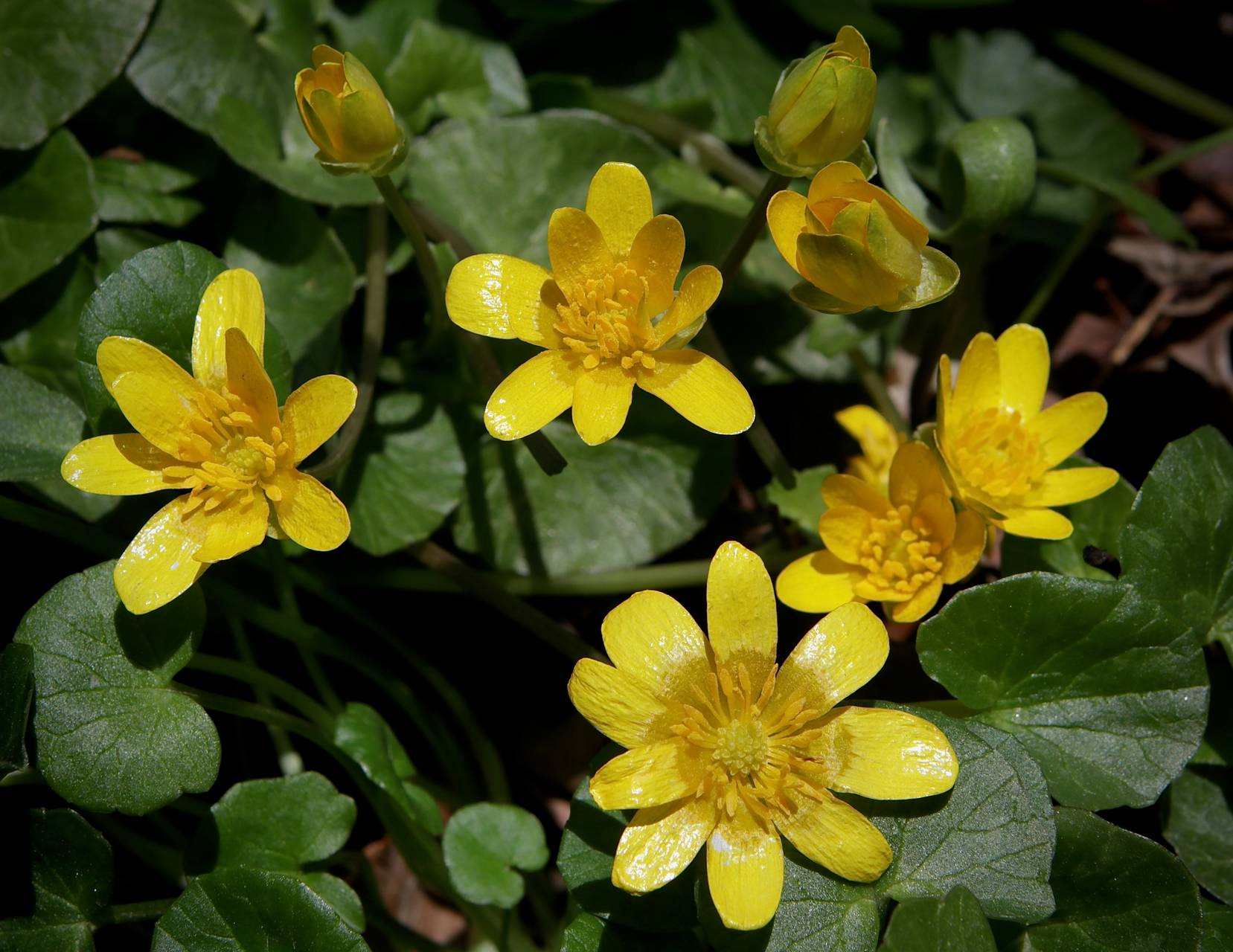 Photo of Lesser Celandine