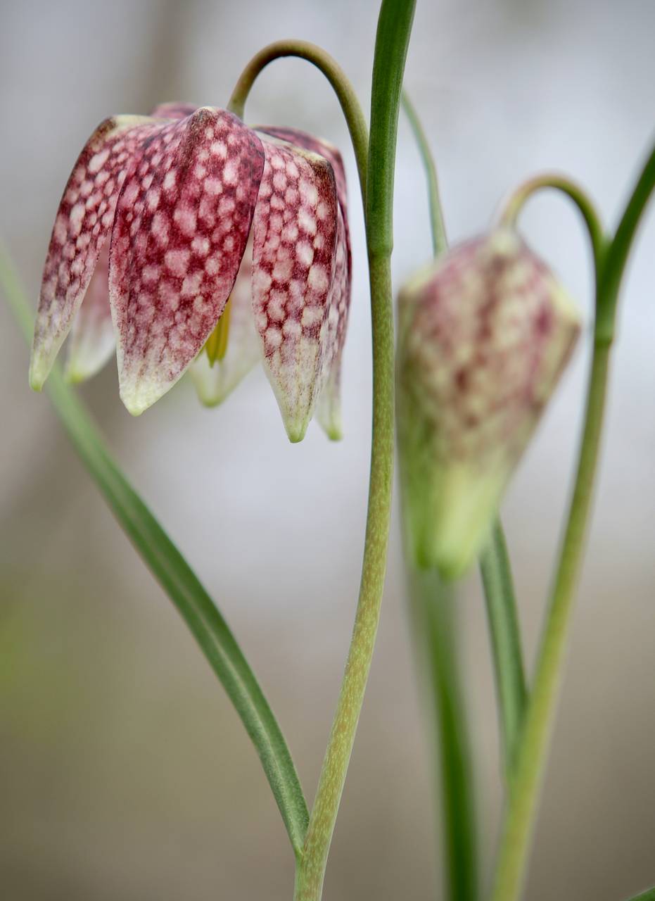 Photo of Checkered Lily