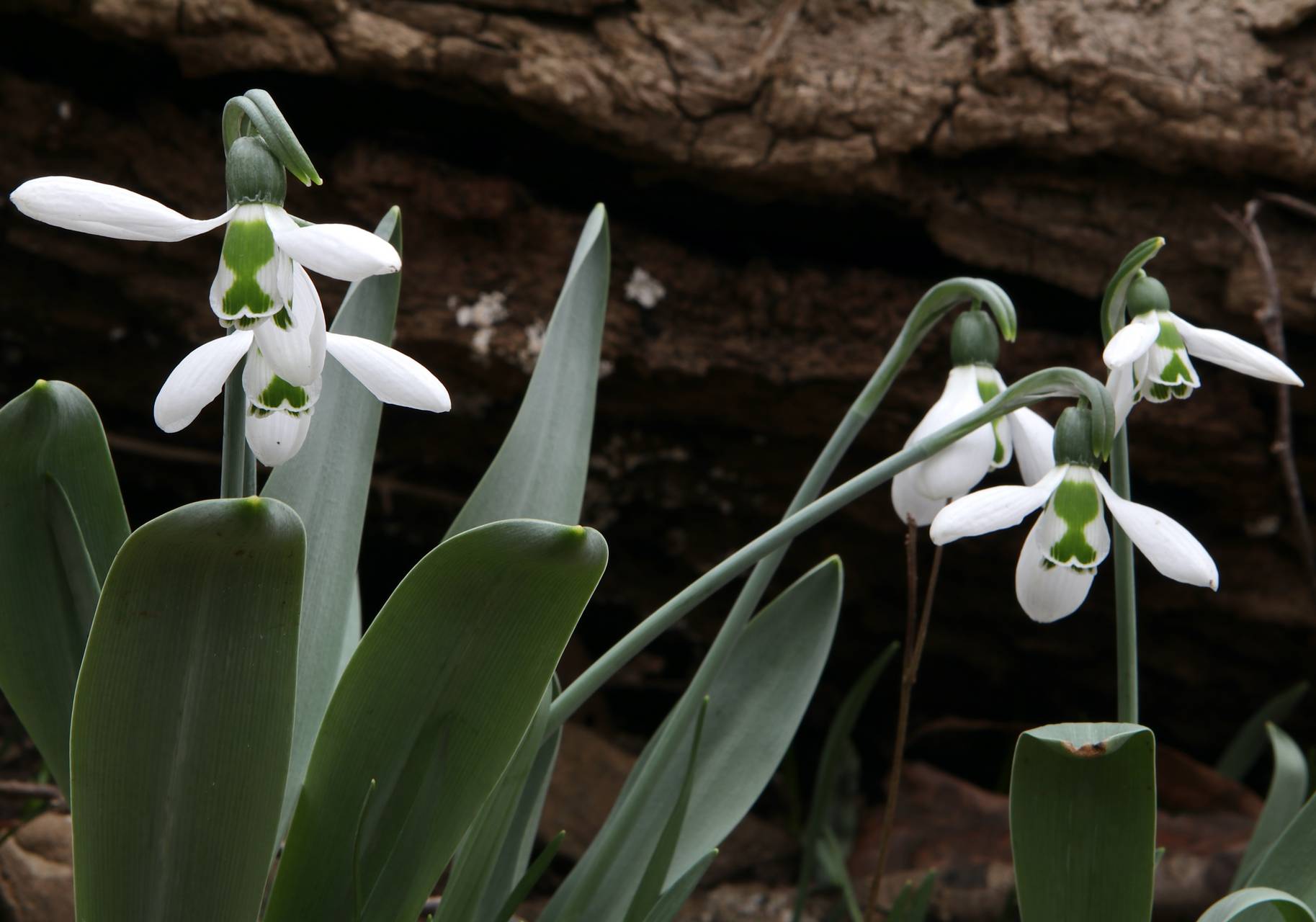 Photo of Giant Snowdrop