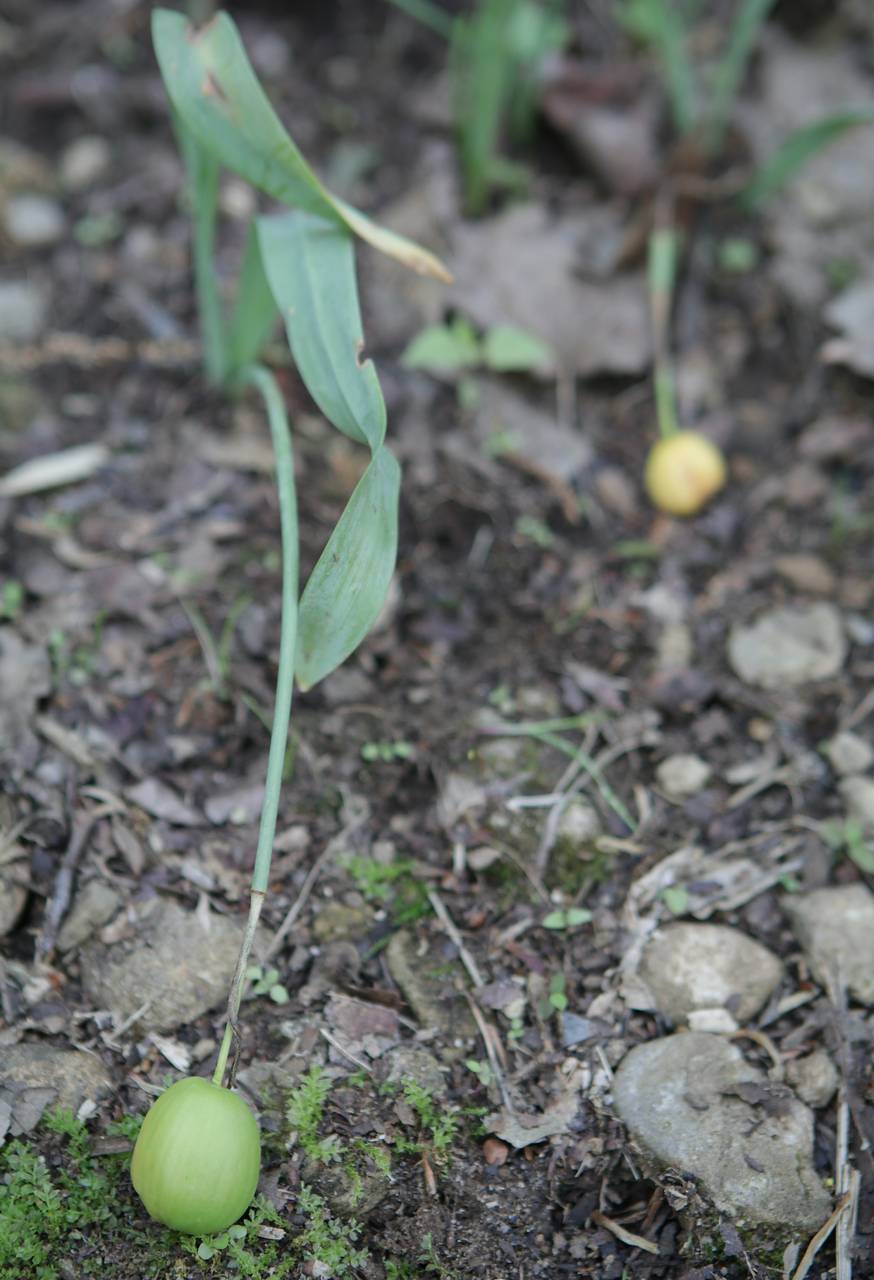 Photo of Giant Snowdrop