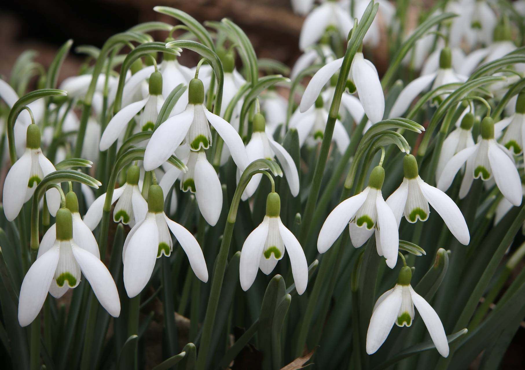 Photo of Common Snowdrop