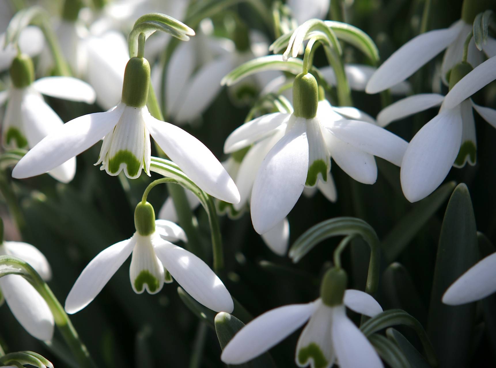 Photo of Common Snowdrop