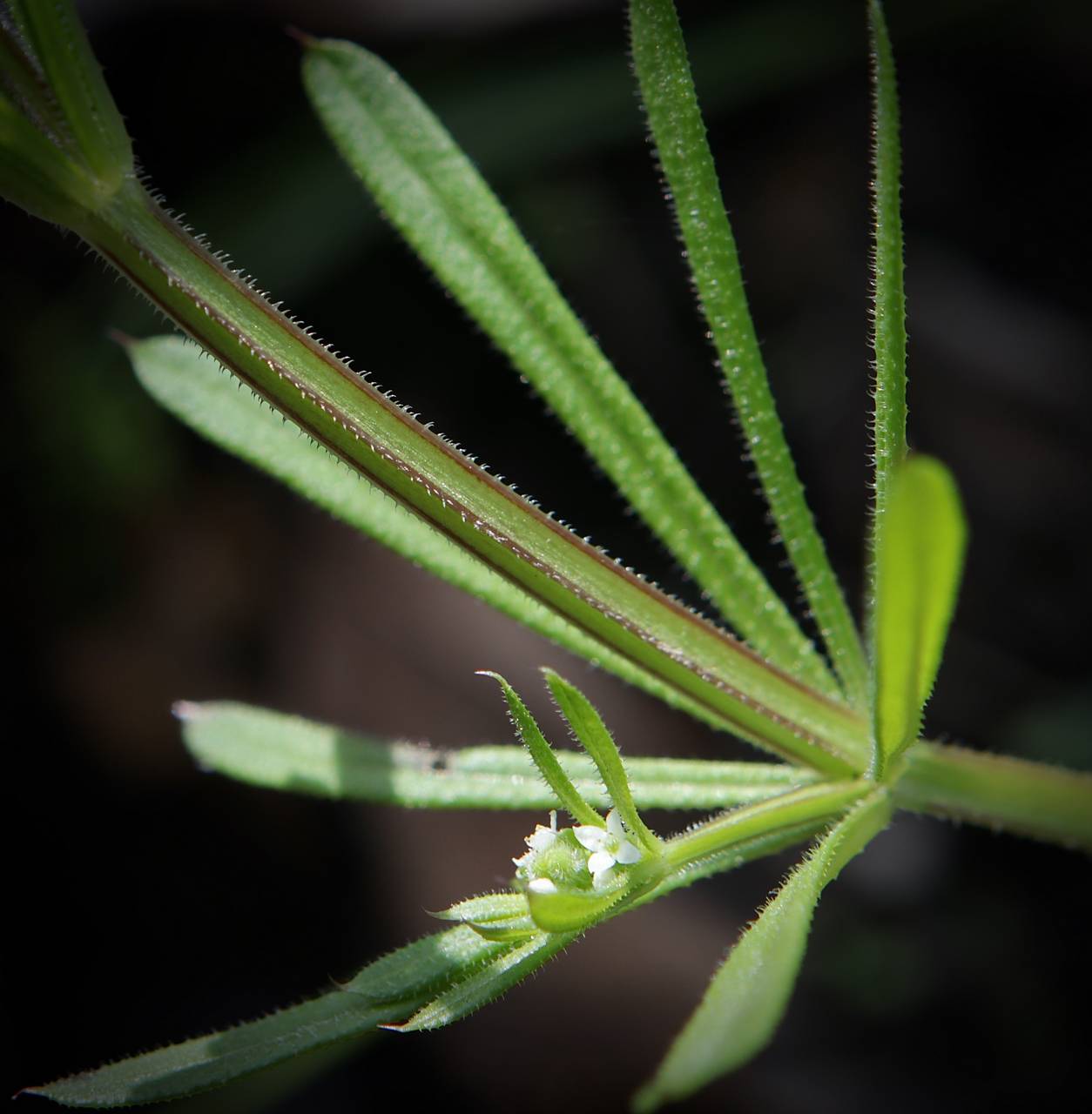 Photo of Cleavers