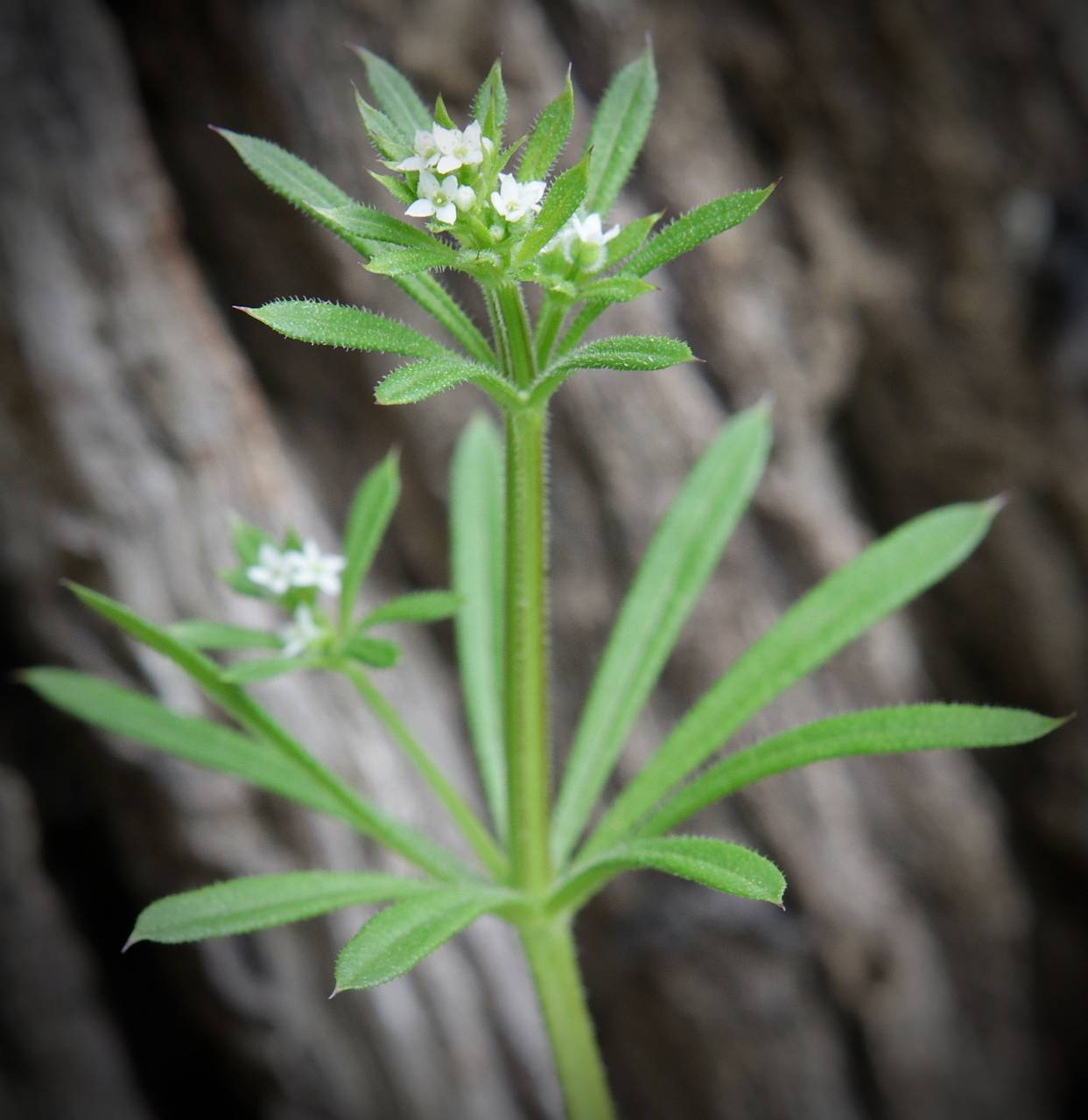 Photo of Cleavers