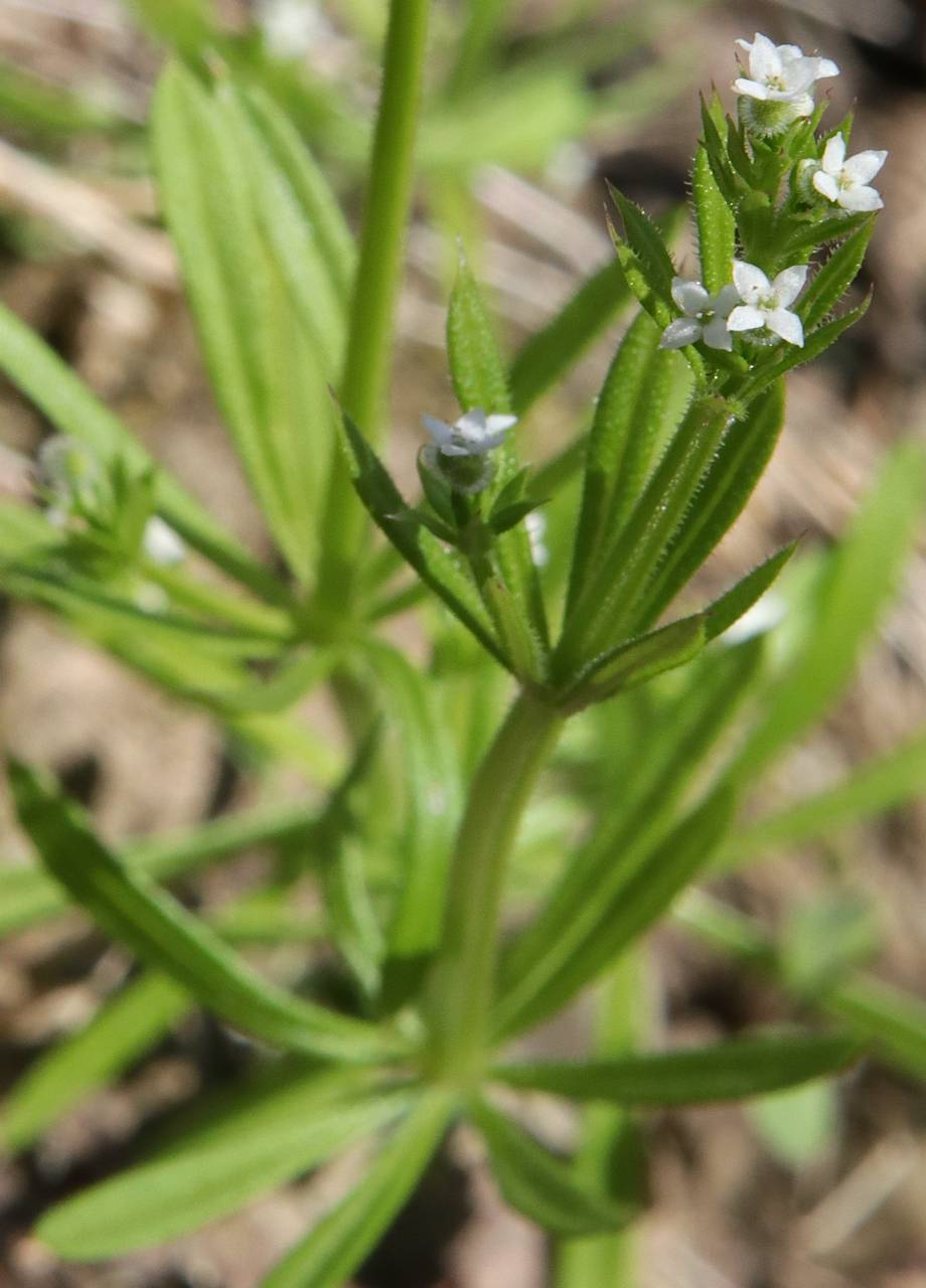 Photo of Cleavers