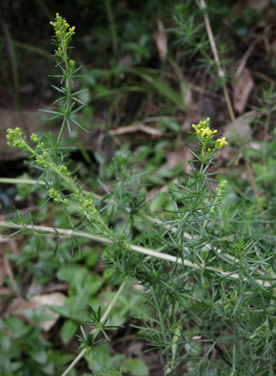 Photo of Yellow Spring Bedstraw