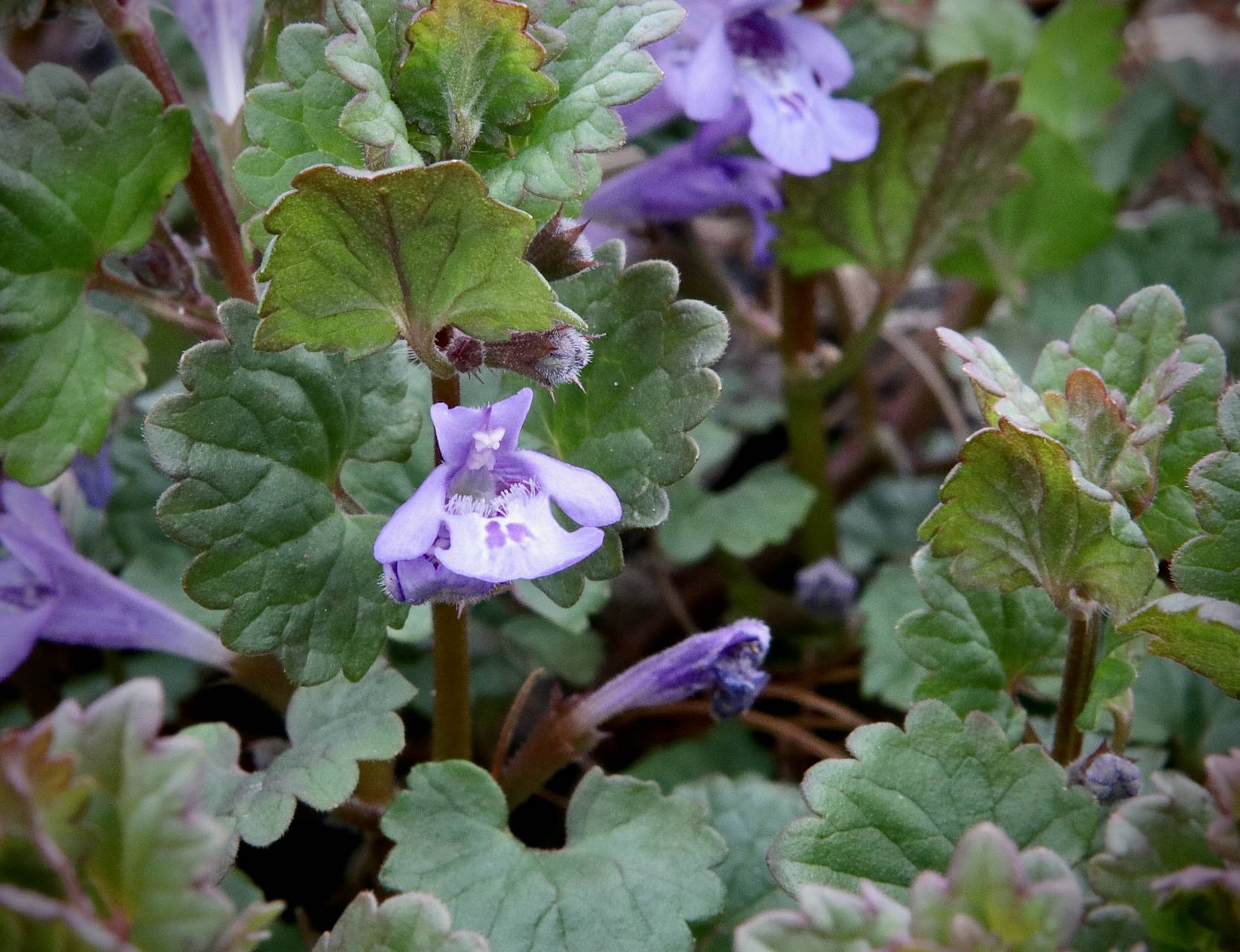 Photo of Ground Ivy