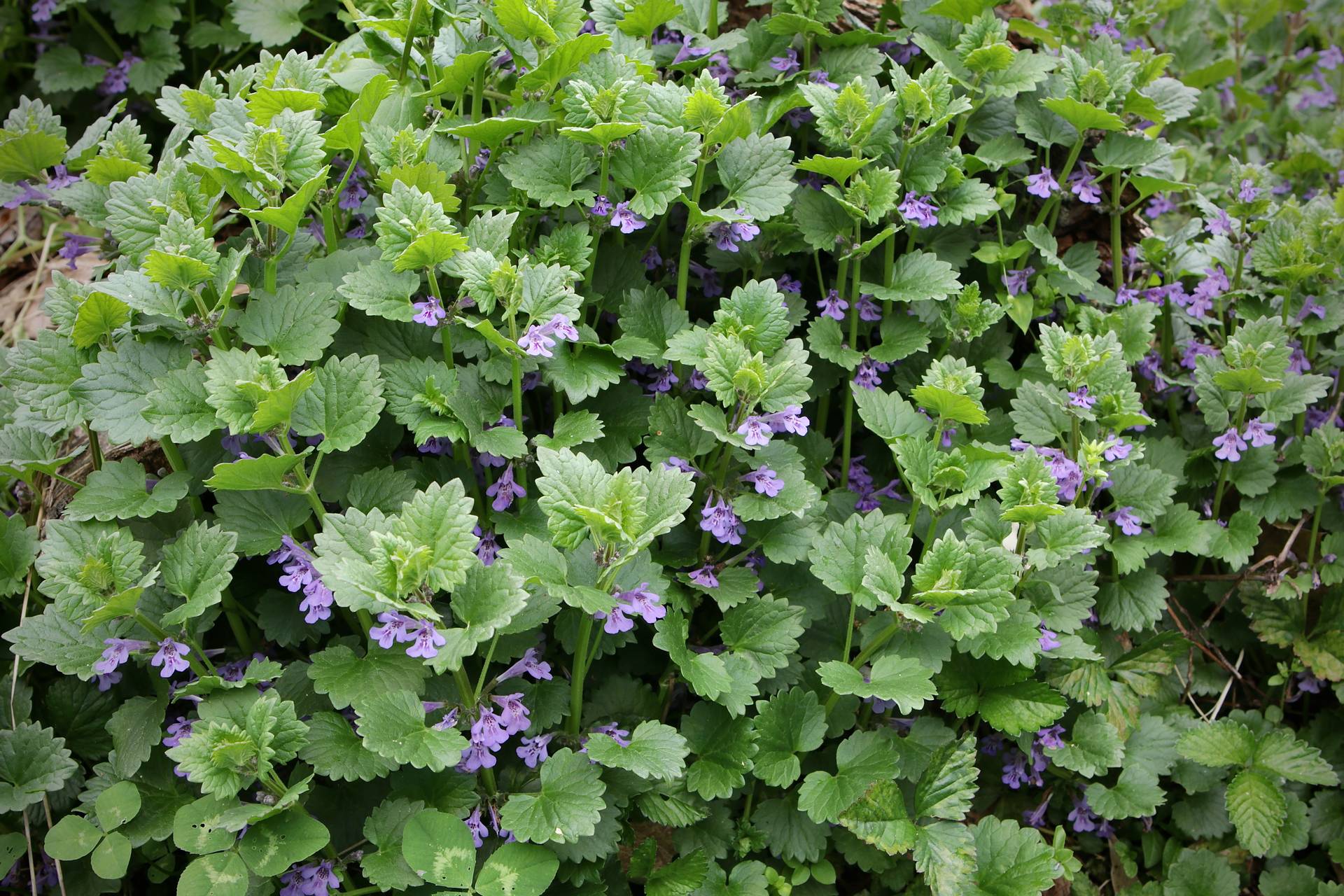 Photo of Ground Ivy