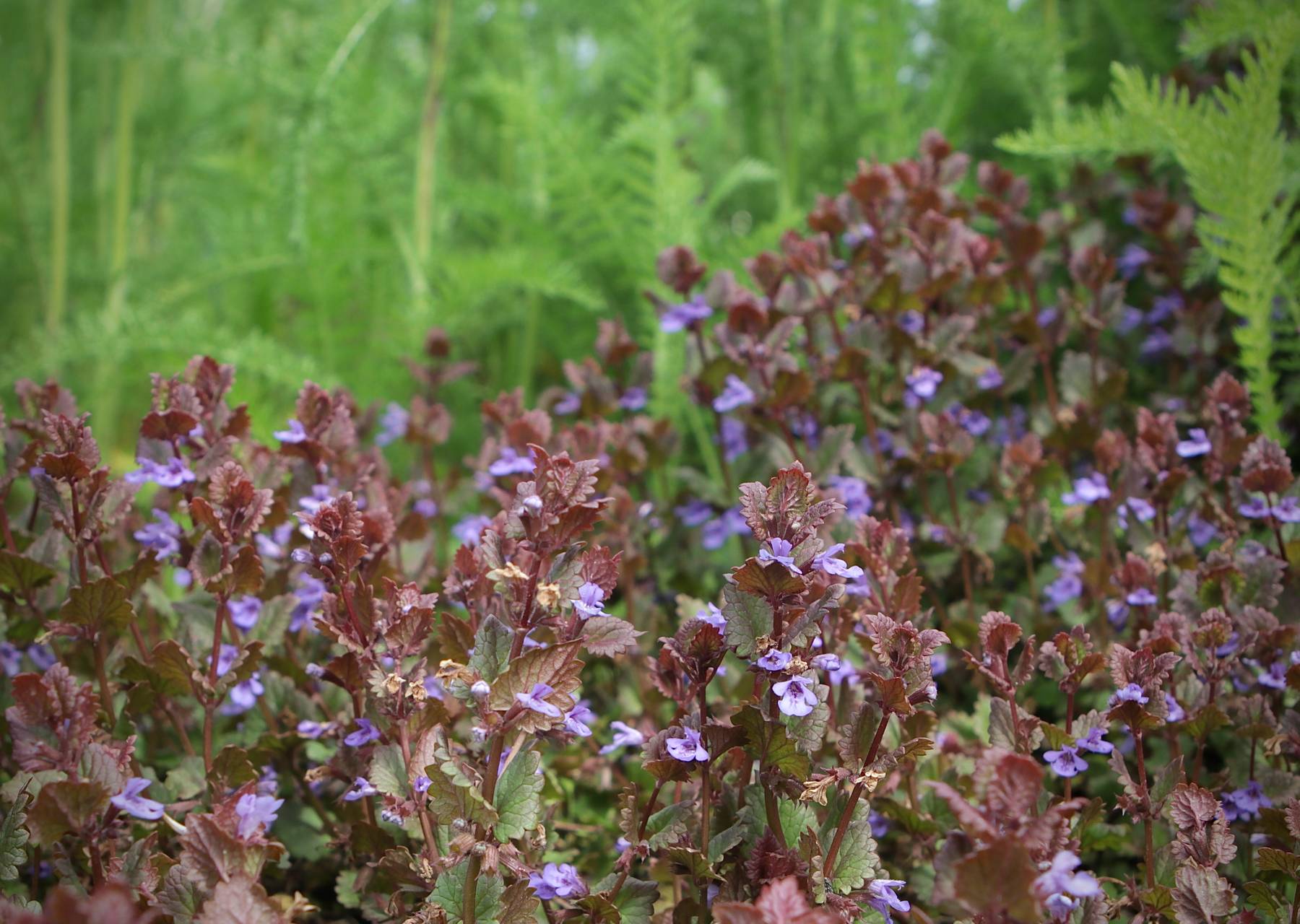 Photo of Ground Ivy