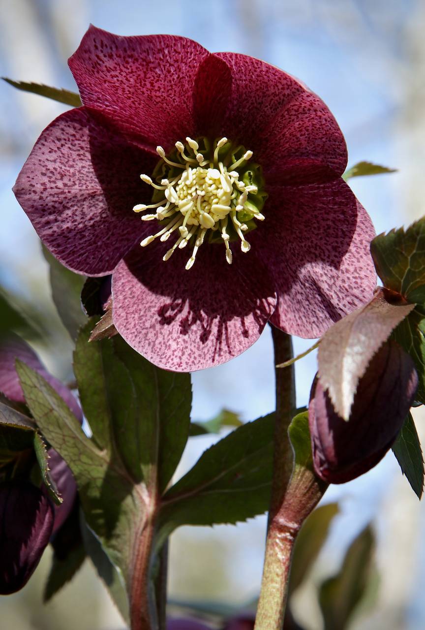 Photo of Lenten Rose