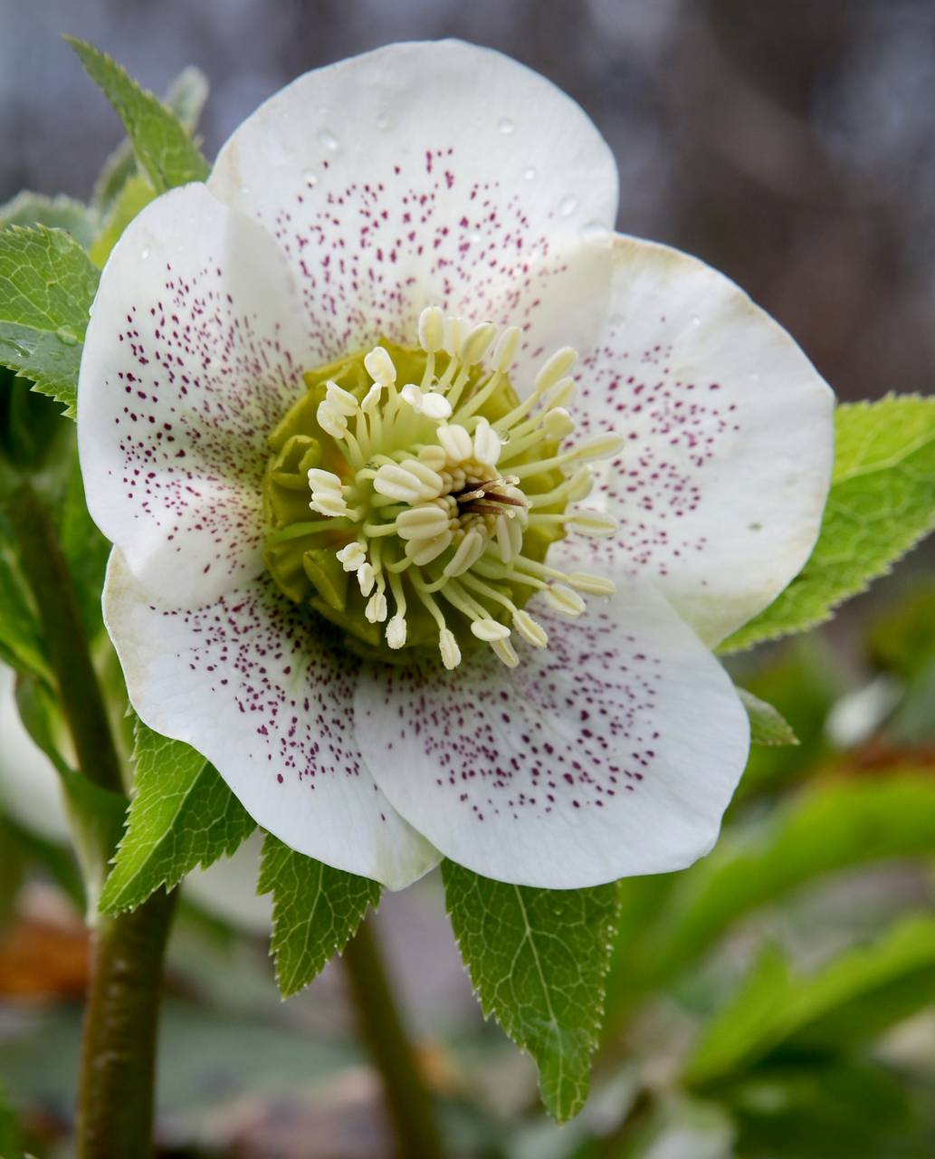 Photo of Lenten Rose