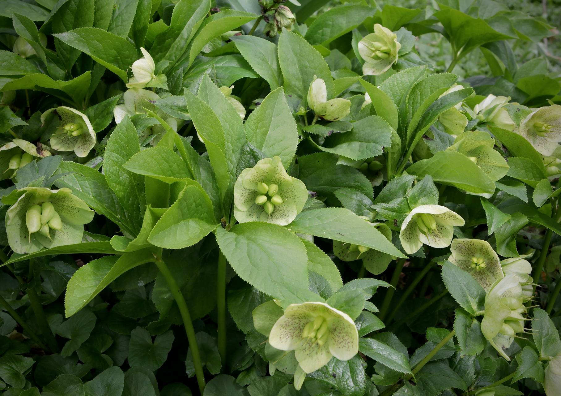 Photo of Lenten Rose