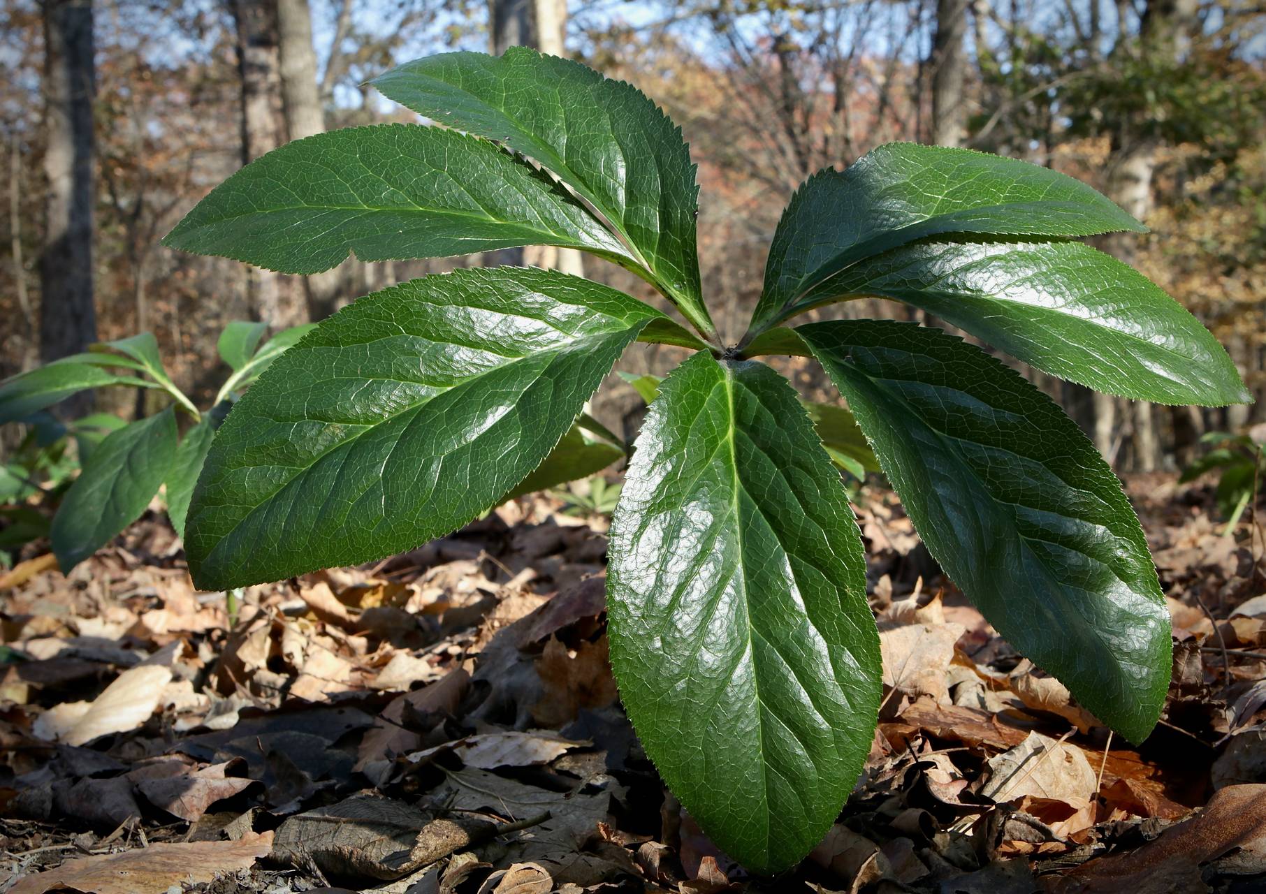 Photo of Lenten Rose