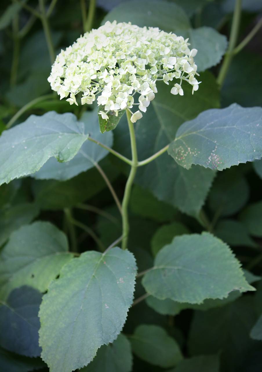 Photo of Wild Hydgrangea