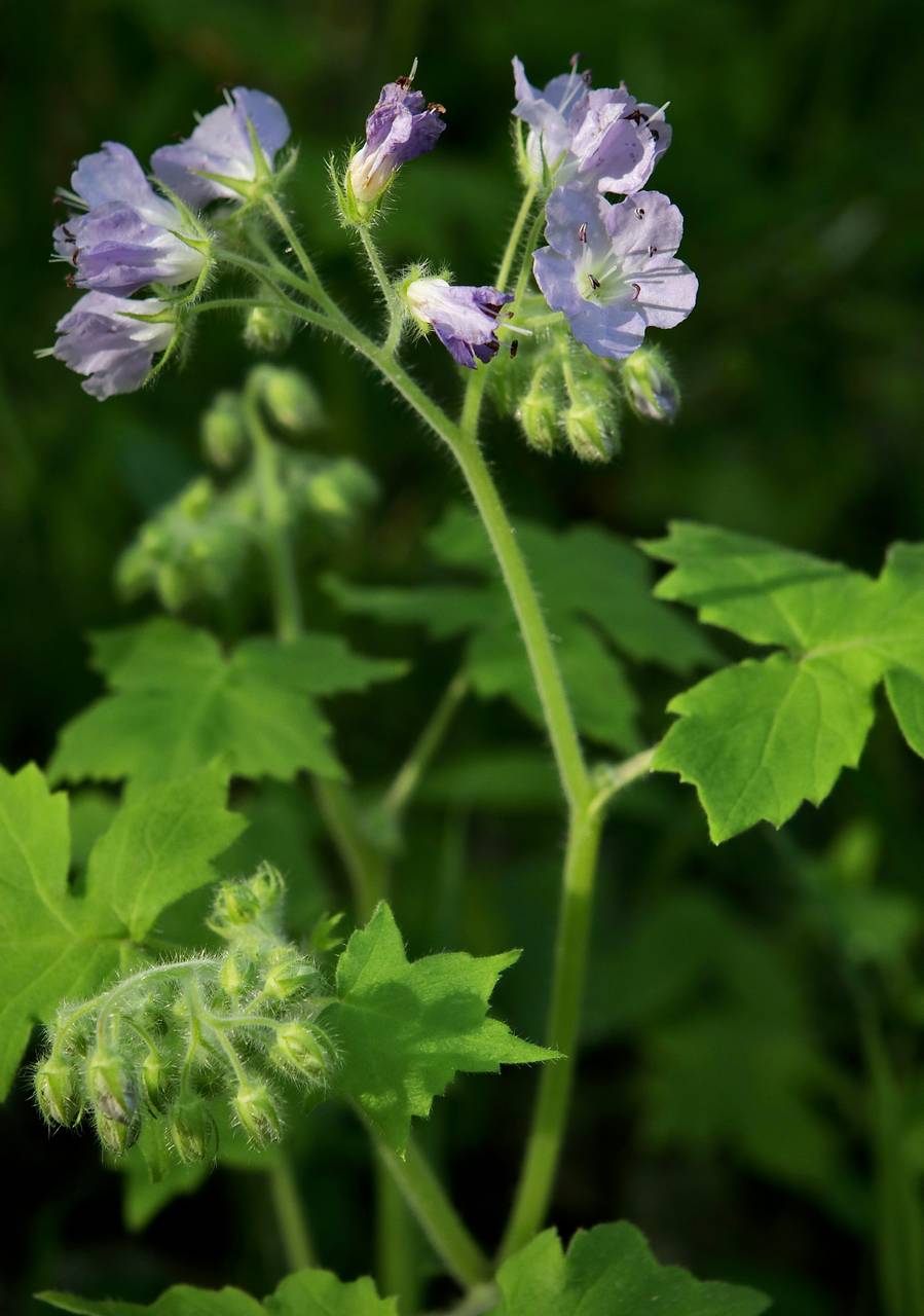 Photo of Appendaged Waterleaf