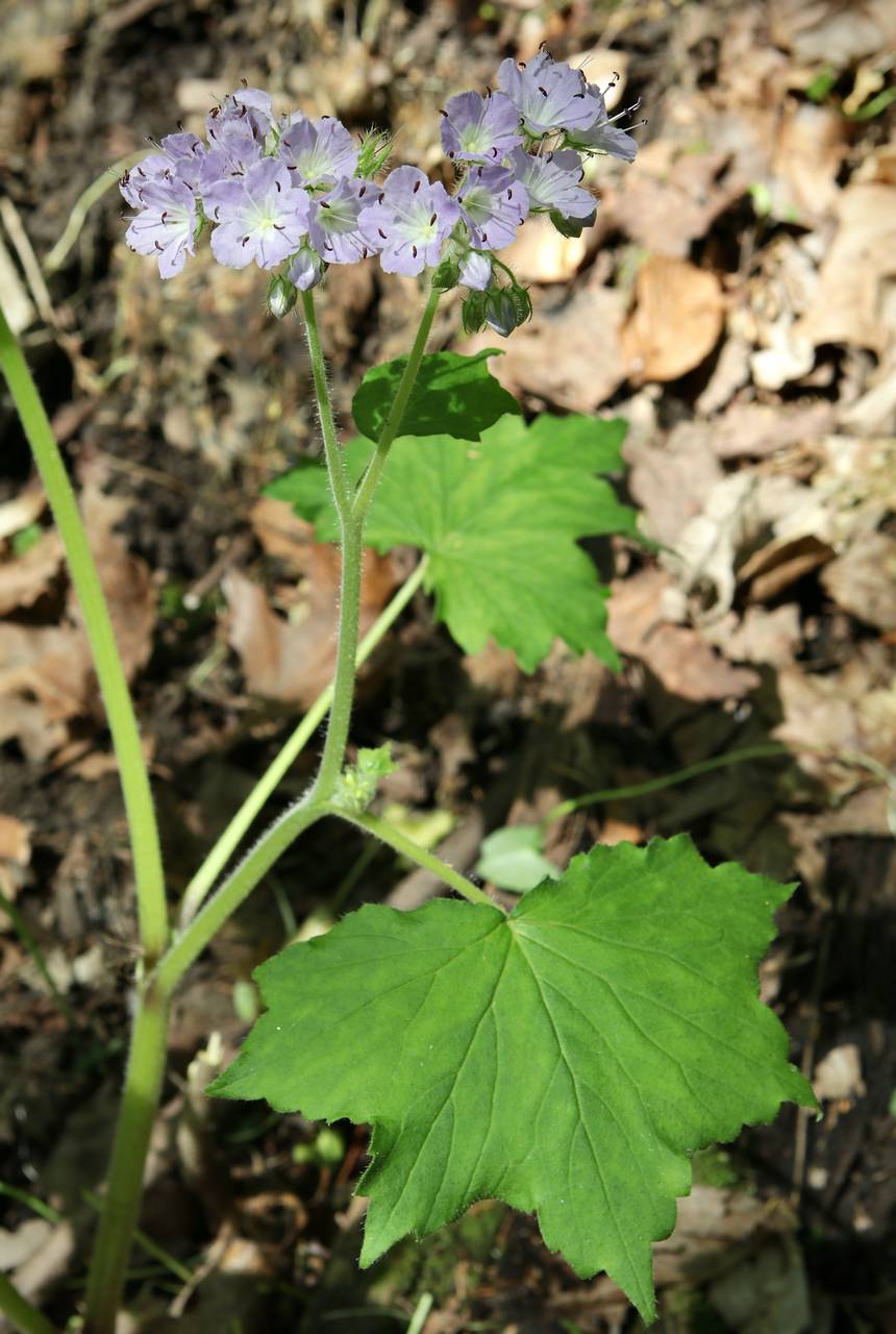 Photo of Appendaged Waterleaf