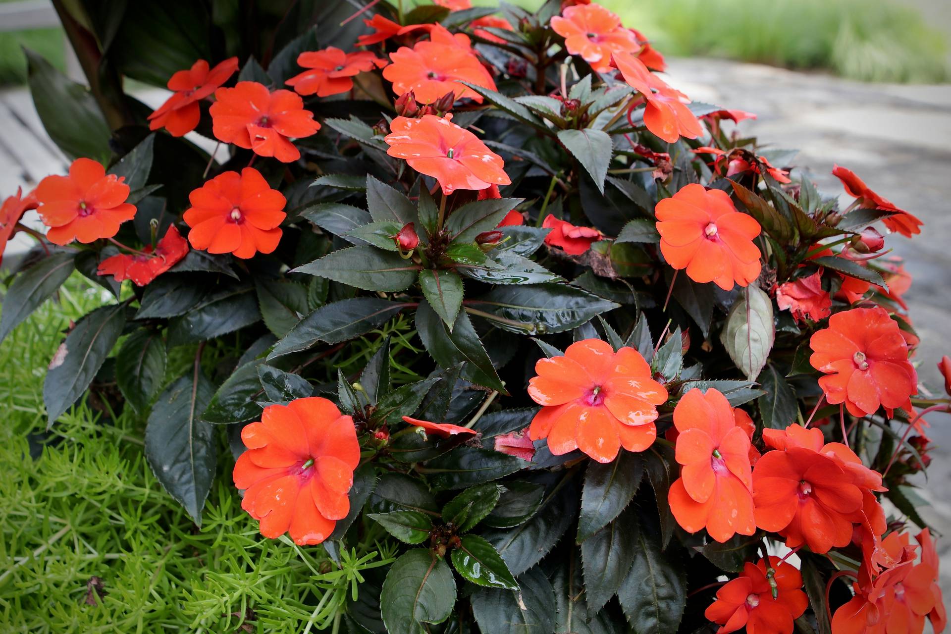 Photo of New Guinea Impatiens