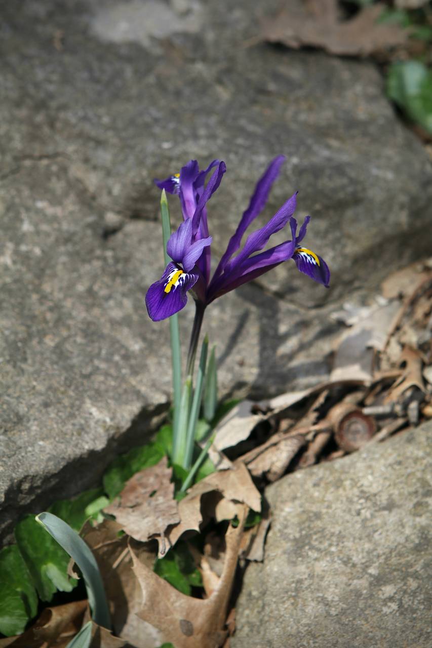 Photo of Reticulated Iris