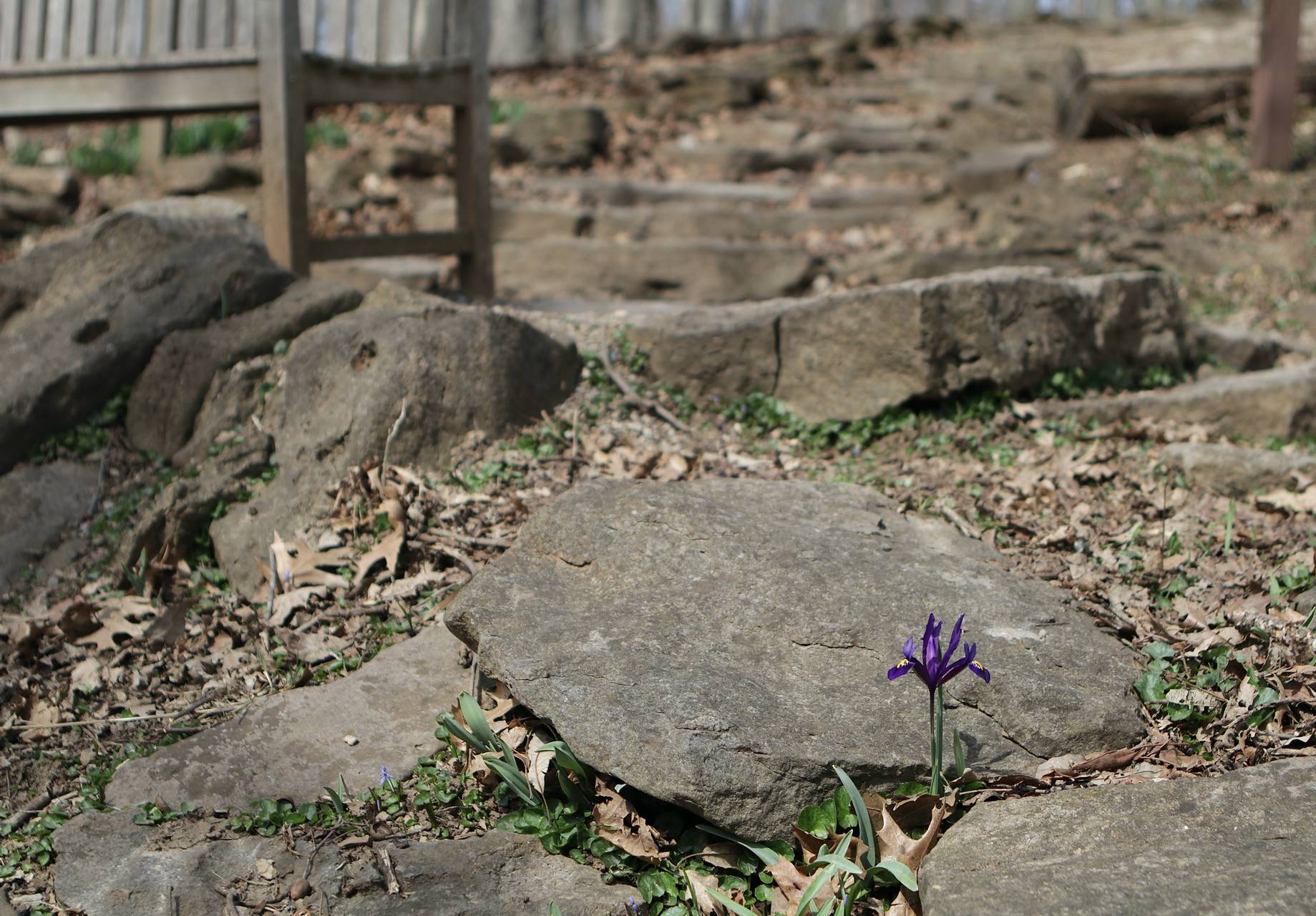 Photo of Reticulated Iris