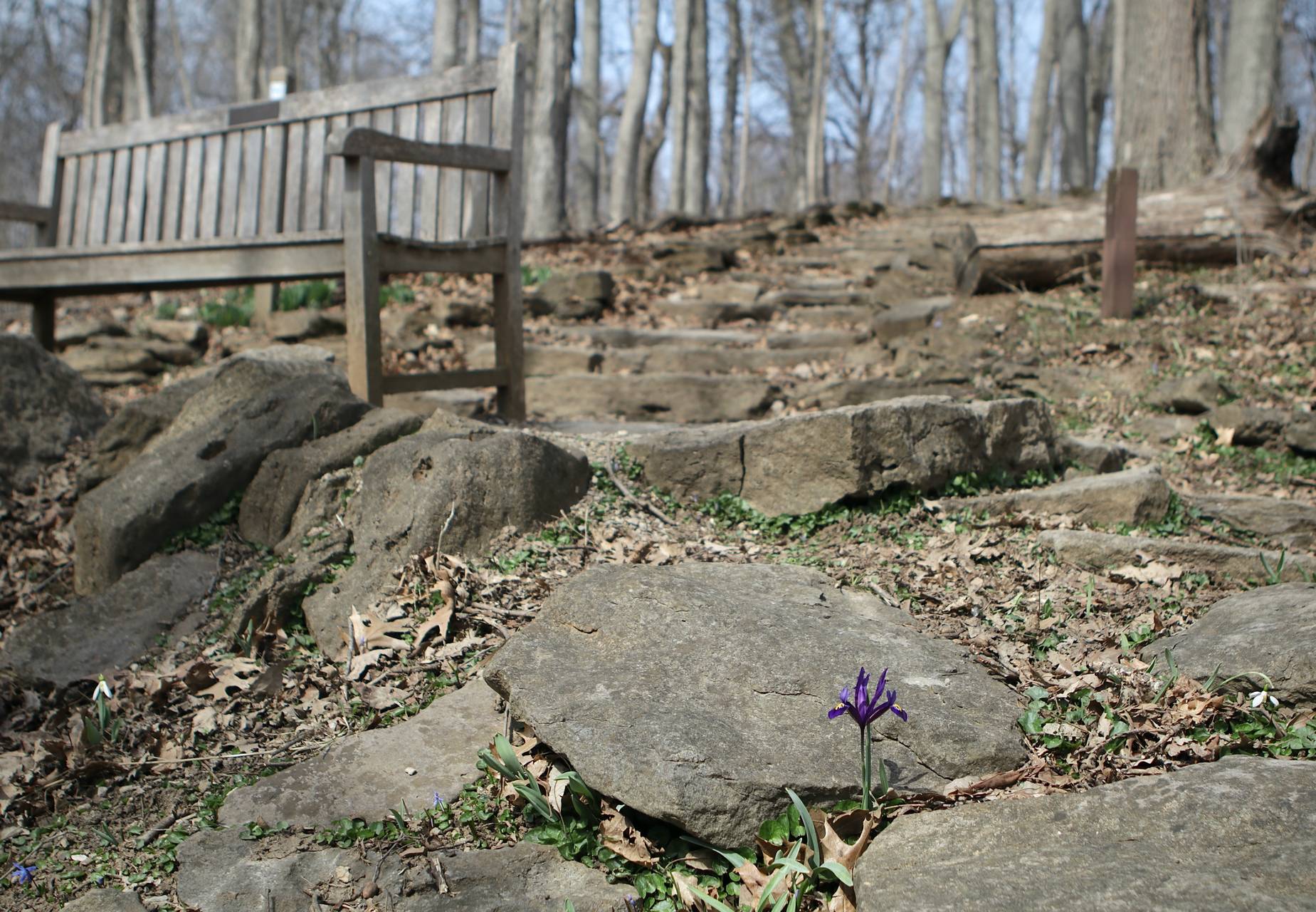 Photo of Reticulated Iris