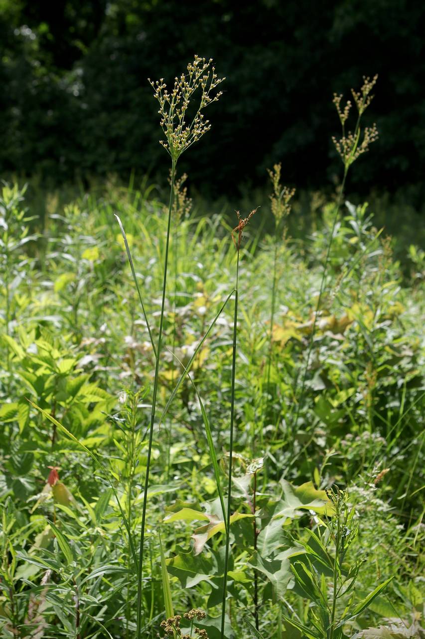 Photo of Bog Rush
