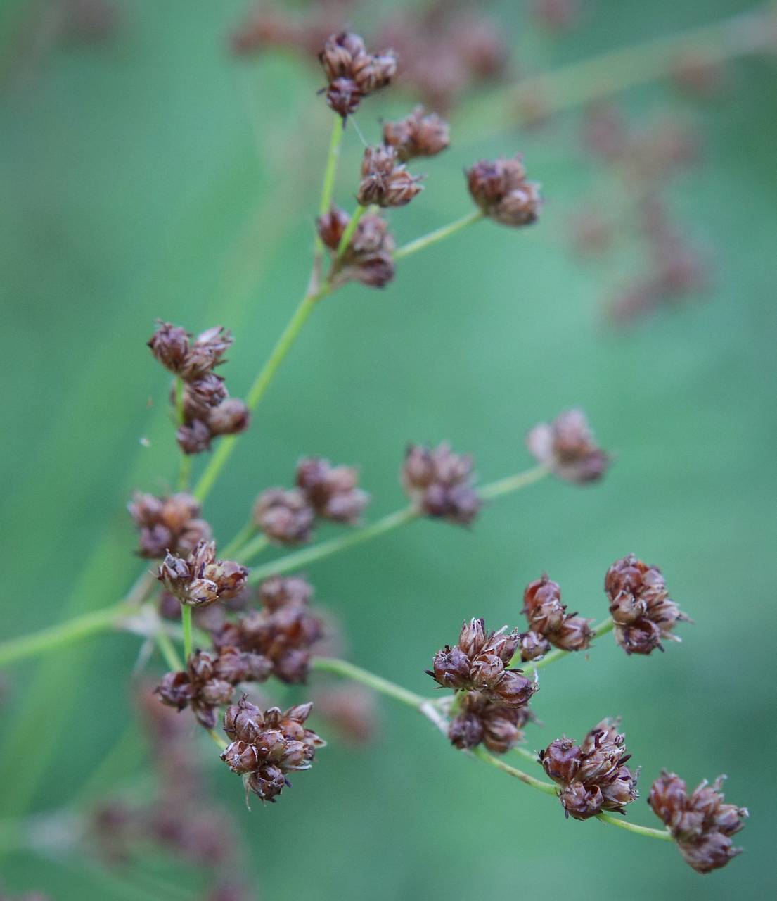 Photo of Bog Rush
